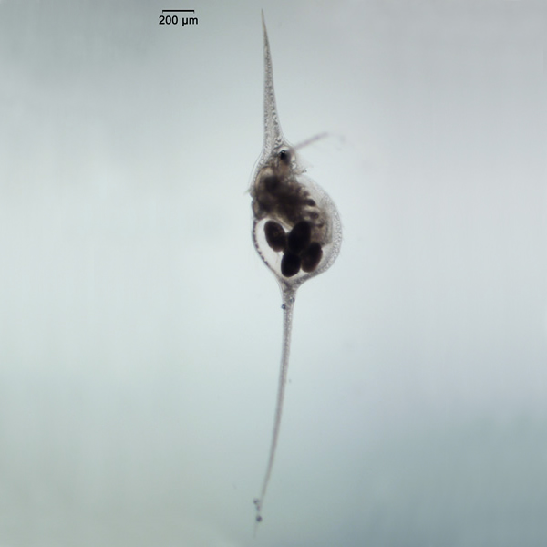 Daphnia lumholtzi